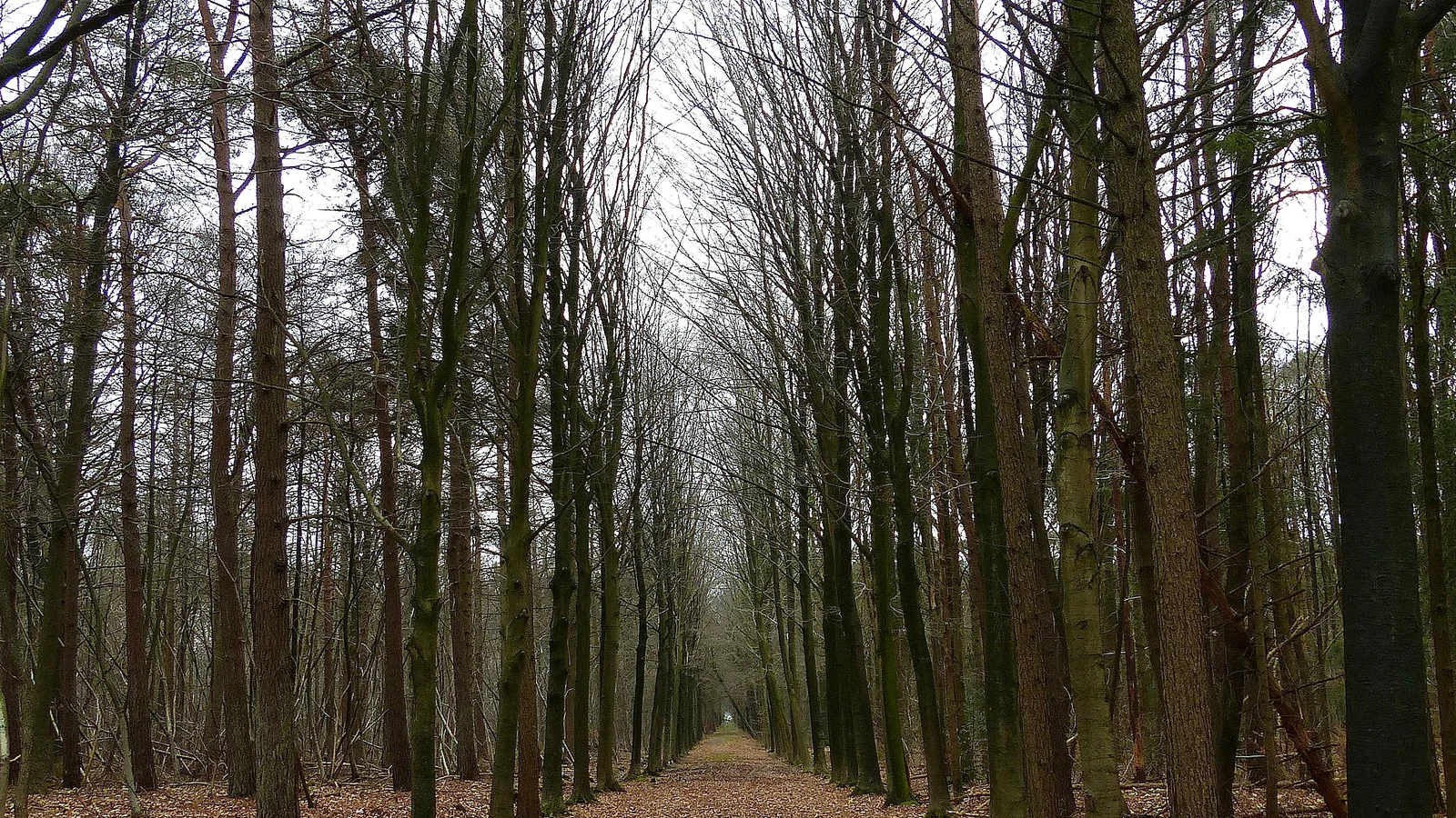 Drongengoed: het grootste bos van Oost-Vlaanderen