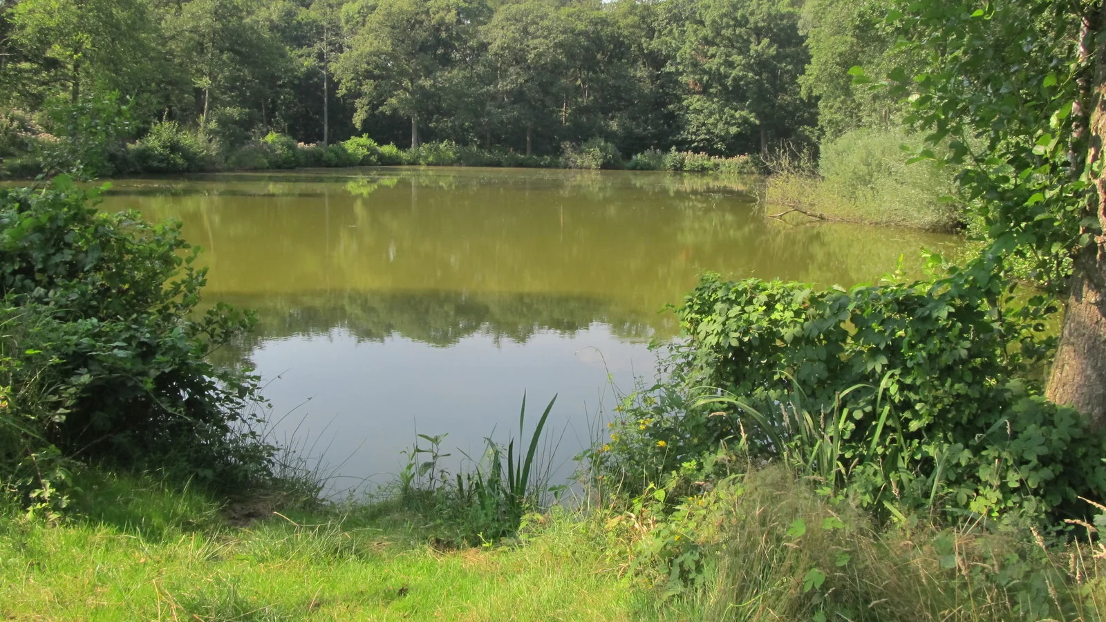Bospoel in Provinciaal Domein Het Leen in Eeklo, omringd door zomerse loofbomen