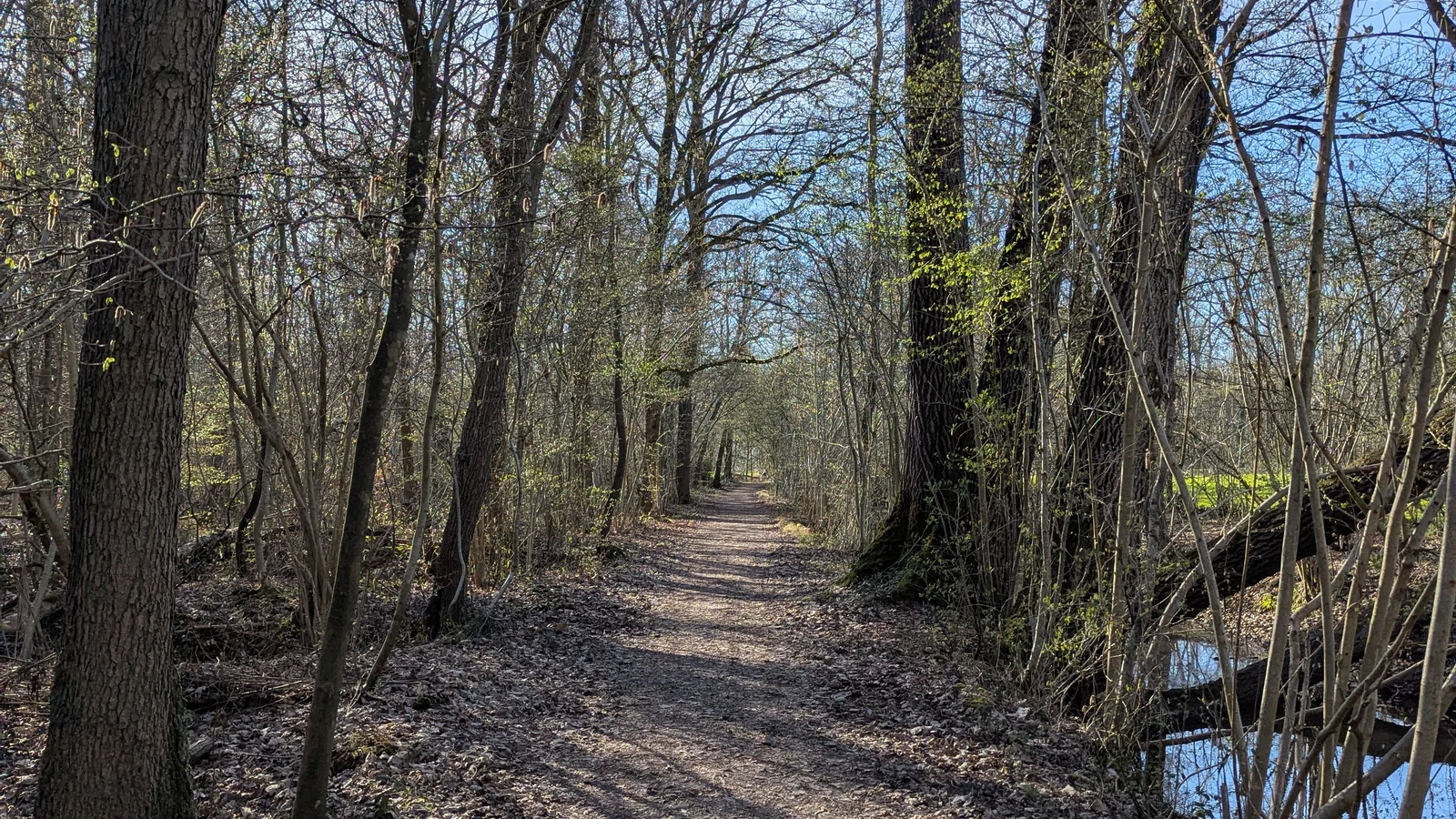 Lentebeeld in Provinciaal Domein Het Leen in Eeklo, opgenomen eind maart met zicht op het bos en arboretum.