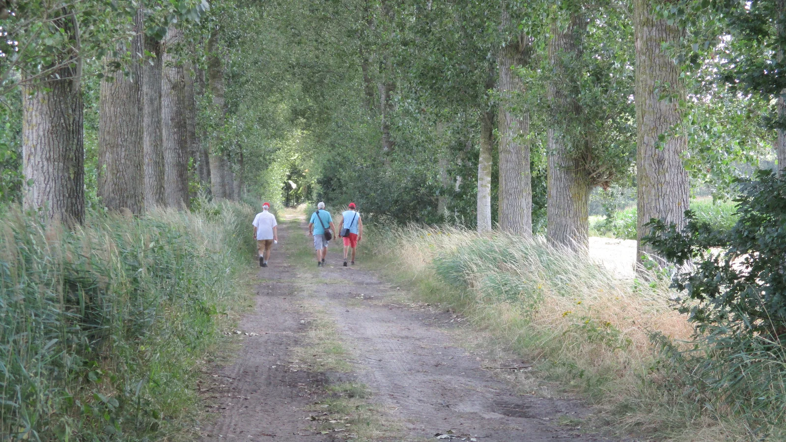 Een brede dreef tussen hoge bomen in Provinciaal Domein Het Leen in Eeklo, met enkele wandelaars.